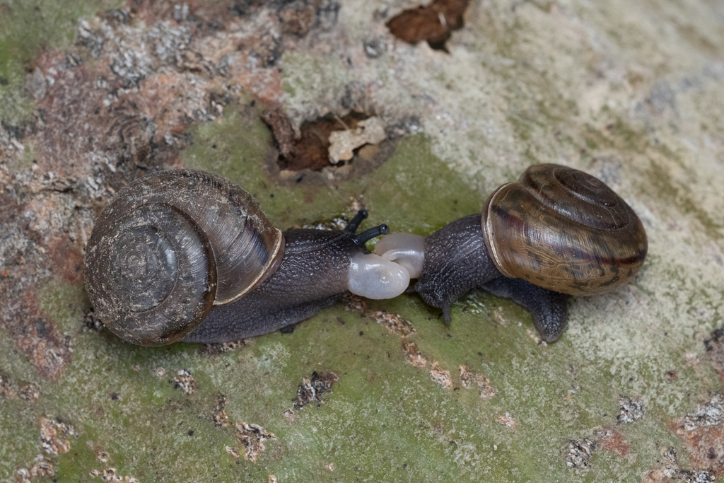 Helminthoglypta salviae mina