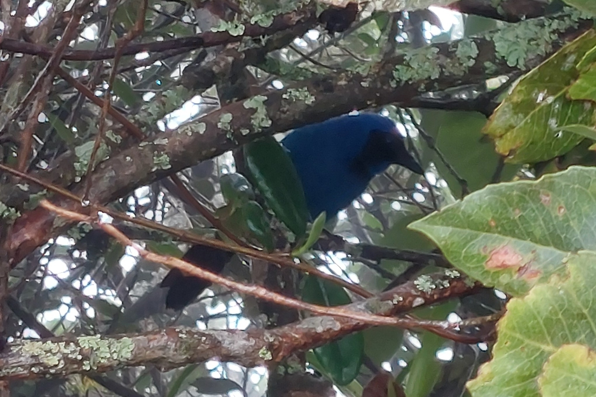 Black-collared Jay (Cyanolyca armillata), photo 1