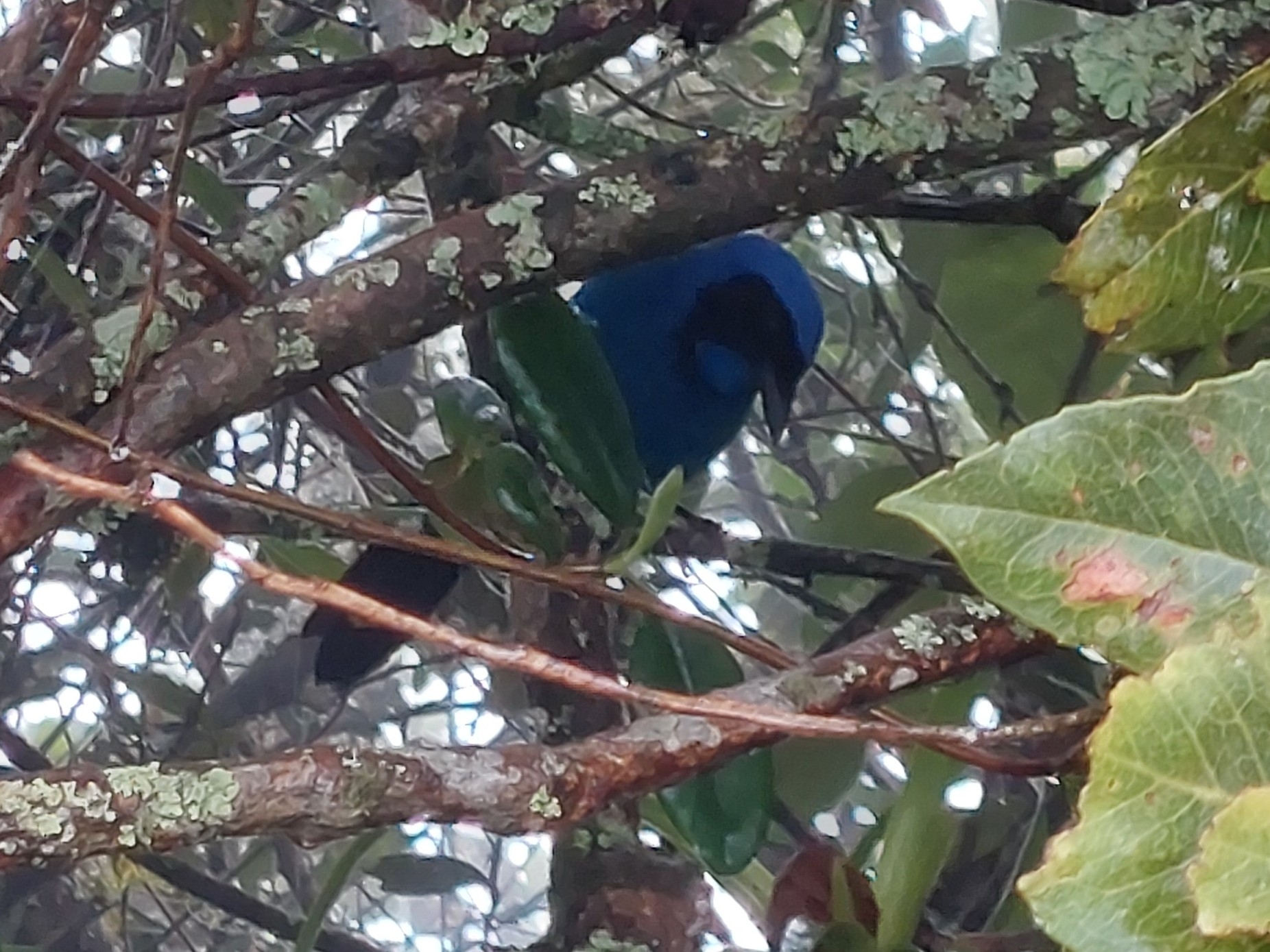 Black-collared Jay (Cyanolyca armillata), photo 2