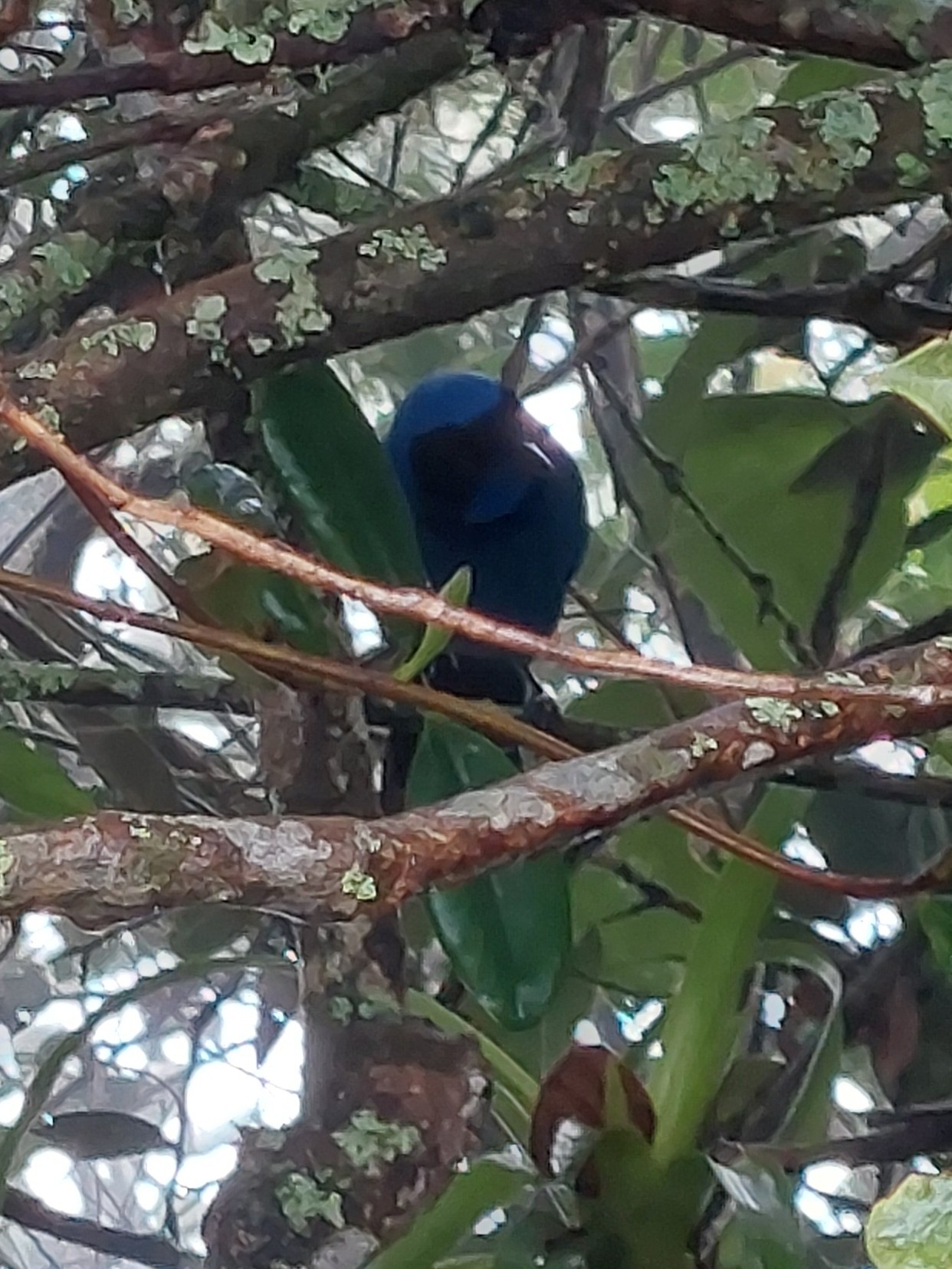 Black-collared Jay (Cyanolyca armillata), photo 3