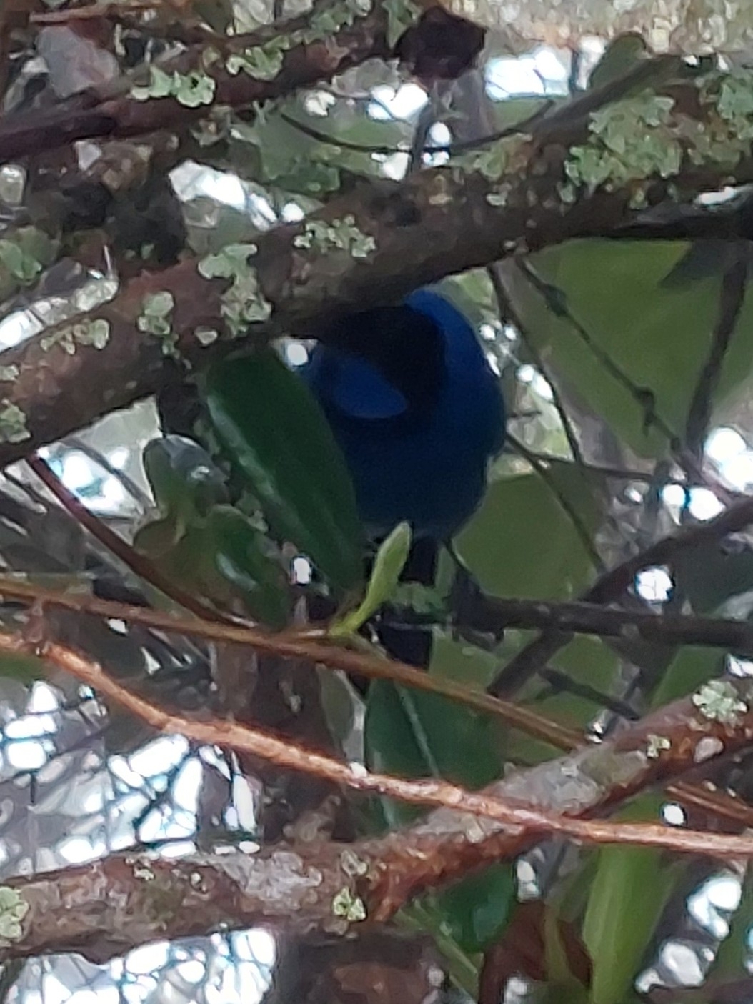 Black-collared Jay (Cyanolyca armillata), photo 4