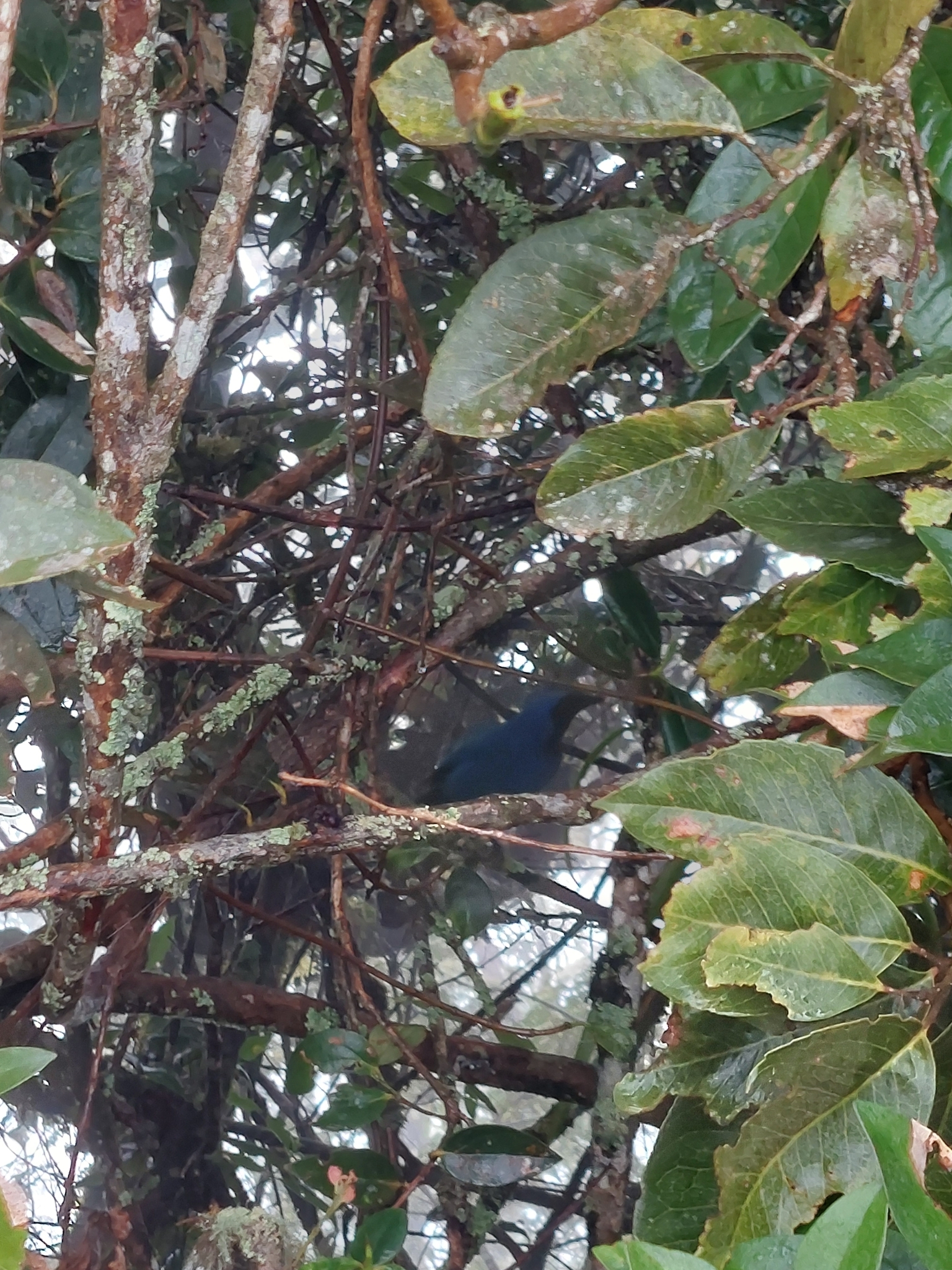 Black-collared Jay (Cyanolyca armillata), photo 5