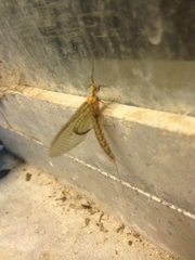 Ephemeridae