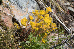 Sedum lanceolatum lanceolatum