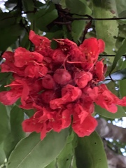 Brownea ariza