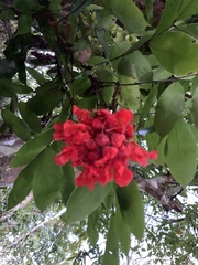 Brownea ariza