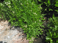 Ligusticum