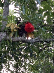 Brownea ariza