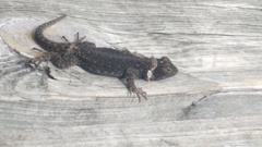 Sceloporus taeniocnemis