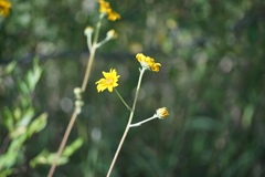 Helianthus occidentalis