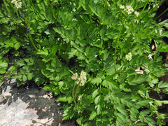 Ligusticum