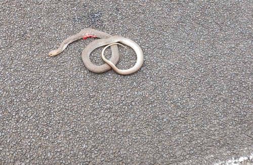 Eastern Brown Snake sighting