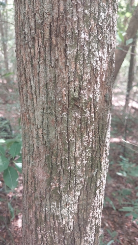 Rhopalocarpus similis