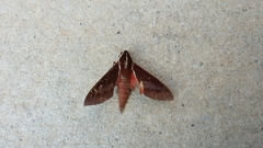 Theretra pallicosta