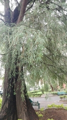 Taxodium mucronatum