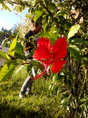 Hibiscus rosa-sinensis