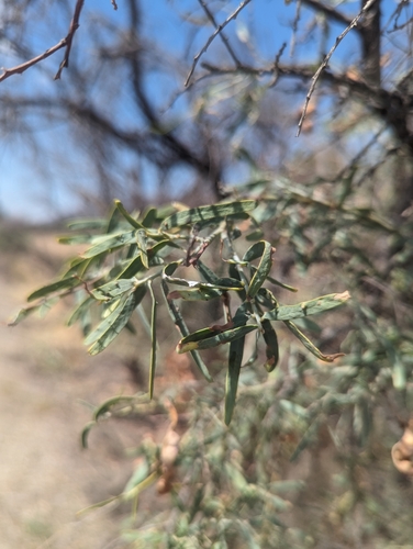 Image of Acacia victoriae by (c) Caleb Catto, some rights reserved (CC BY)