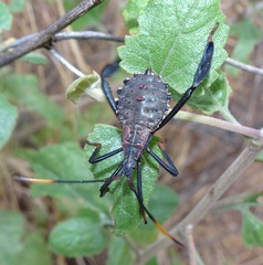 Acanthocephala thomasi