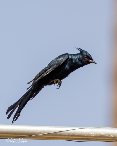 Phainopepla, King Fisher Cir, Palm Desert, CA, US, photo 7 of 10