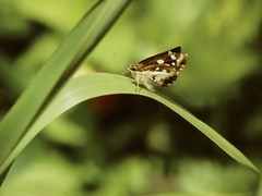 Udaspes folus