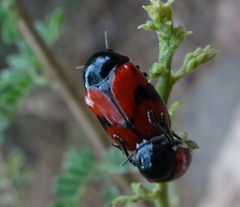 Urodera dilaticollis