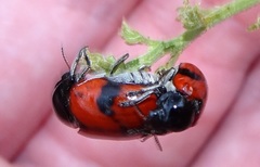 Urodera dilaticollis