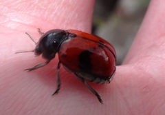 Urodera dilaticollis