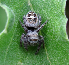 Phidippus carolinensis