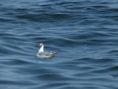 Chroicocephalus ridibundus