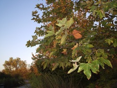 Platanus racemosa