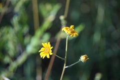 Helianthus occidentalis