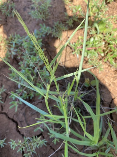 Uranthoecium truncatum, 2025-02-12