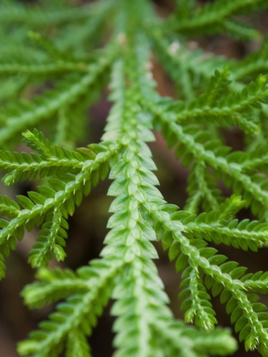 Selaginella arbuscula