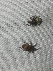 Conotrachelus seniculus