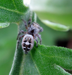 Phidippus carolinensis