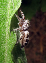 Phidippus carolinensis