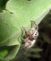 Phidippus carolinensis