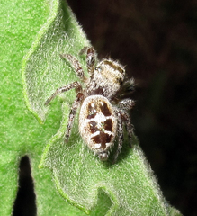 Phidippus carolinensis