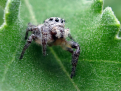 Phidippus carolinensis