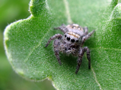 Phidippus carolinensis