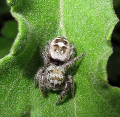 Phidippus carolinensis