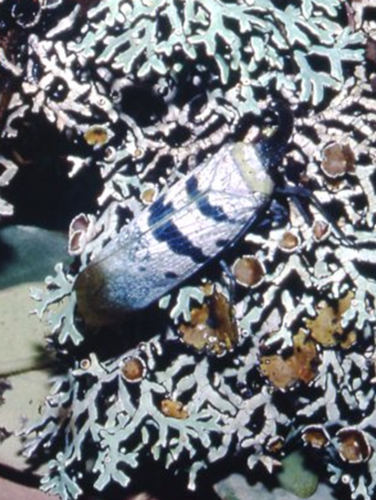 Pyrops heringi
