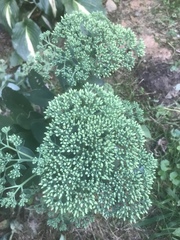 Hylotelephium maximum × spectabile