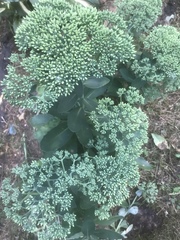 Hylotelephium maximum × spectabile