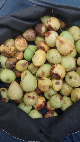 Coffea boinensis
