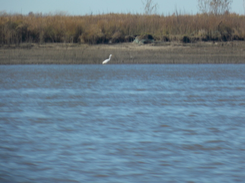 Western Great Egret