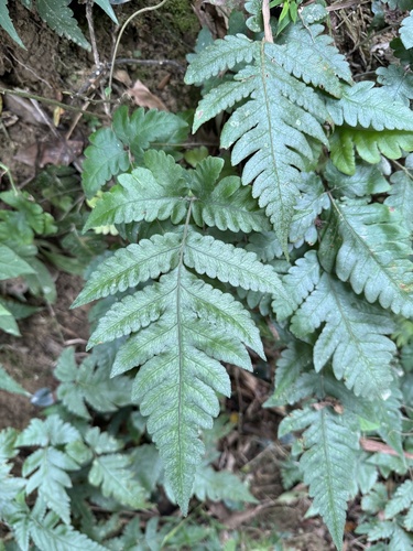 Tectaria fuscipes, photograph 3