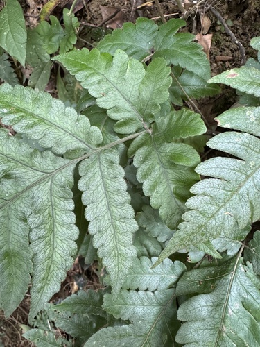 Tectaria fuscipes, photograph 4