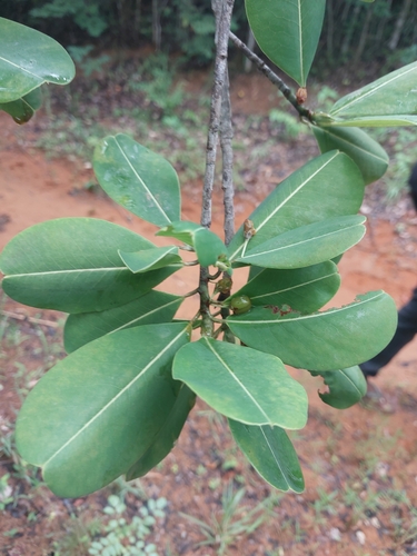 Erythroxylum platyclados observed 2025-02-05