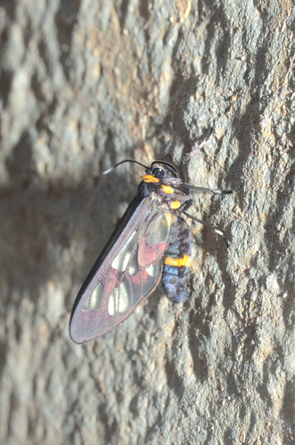 Handmaiden moth photo 3